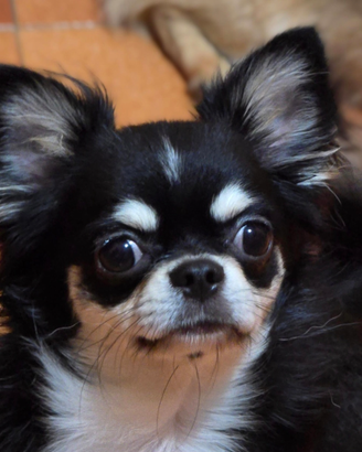 Chihuahua maschietto pelo lungo