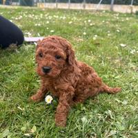 Cuccioli barboncino nano