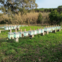 Sciami già pronti x il melario 6 telaini