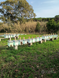 Sciami già pronti x il melario 6 telaini