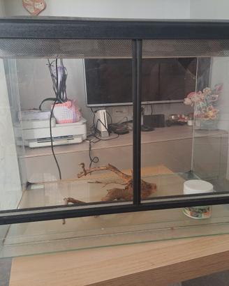 terrario teca rettili