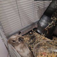 Degu del cile cuccioli