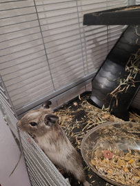 Degu del cile cuccioli