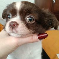 Chihuahua con pedigree