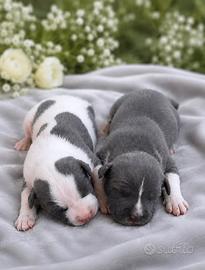 Amstaff cuccioli blue