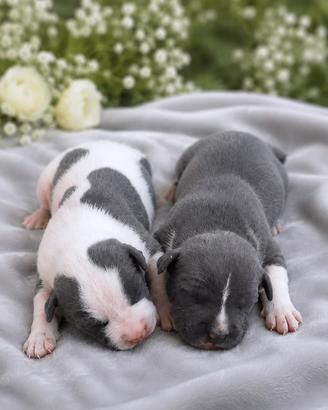 Amstaff cuccioli blue