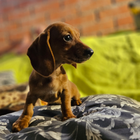 Cuccioli di Bassotto Nano o Kaninchen