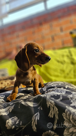 Cuccioli di Bassotto Nano o Kaninchen