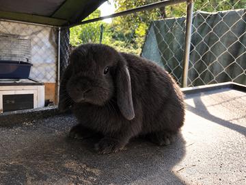 Cuccioli minilop conigli nani