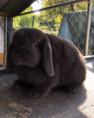 Cuccioli minilop conigli nani