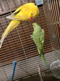 Parrocchetto dal collare