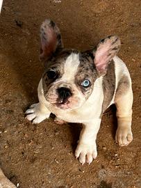 Bouledogue francese