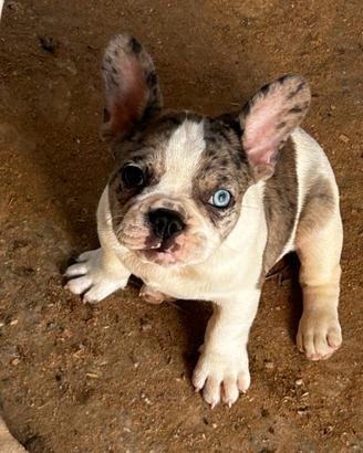 Bouledogue francese