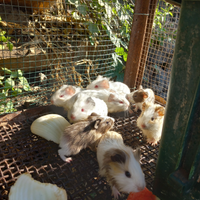 Cavie. Porcellini D India