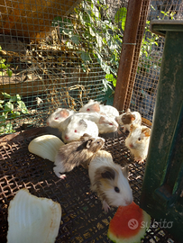 Cavie. Porcellini D India