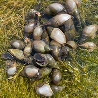 Lumache d'acqua