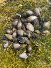 Lumache d'acqua