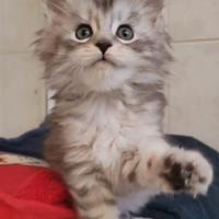 Cucciola Maine coon con pedigree