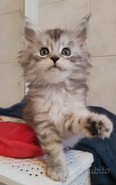 Cucciola Maine coon con pedigree