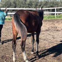 Cavallo