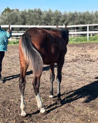 Cavallo