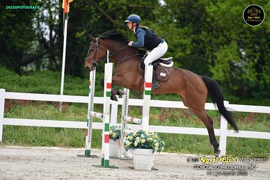 Puledra da Salto Ostacoli