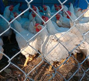 Polli bianchi pesanti