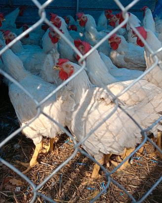 Polli bianchi pesanti