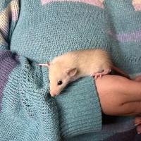 Ratti Dumbo rattini da compagnia domestici