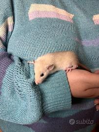 Ratti Dumbo rattini da compagnia domestici