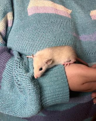 Ratti Dumbo rattini da compagnia domestici