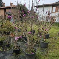 MAGNOLIA SOULANGEANA