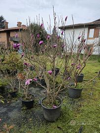 MAGNOLIA SOULANGEANA