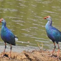 Uccelli: pollo sultano
