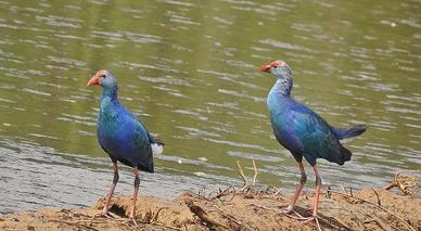 Uccelli: pollo sultano