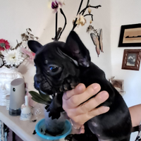 Bulldog francese