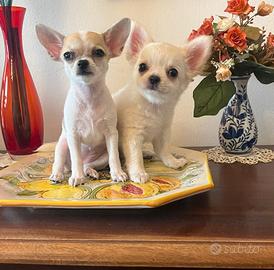 Cucciole Chihuahua con pedigree-pelo lungo e corto