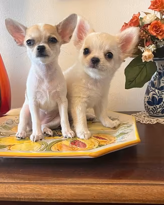 Cucciole Chihuahua con pedigree-pelo lungo e corto