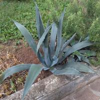 pianta di agave