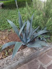 pianta di agave