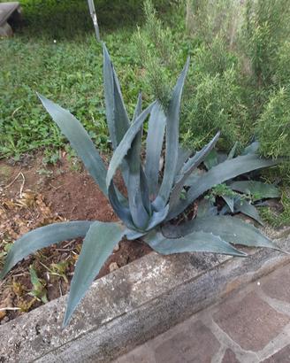 pianta di agave