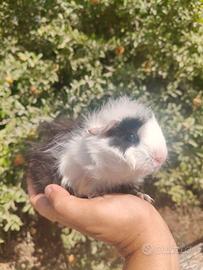 cavie peruviane 