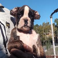 Ultimo cucciolo di Boxer