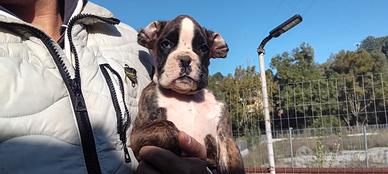 Ultimo cucciolo di Boxer