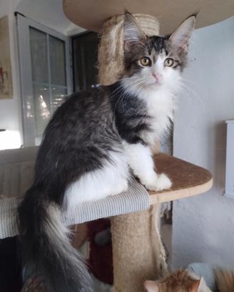 Gattini maine coon