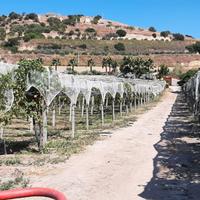 Azienda Agricola Bio Ortofrutticola Mazzarrone