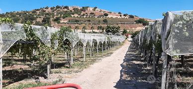 Azienda Agricola Bio Ortofrutticola Mazzarrone