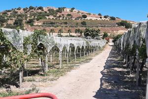 Azienda Agricola Bio Ortofrutticola Mazzarrone