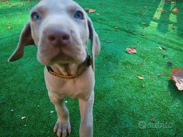 Bracco weimaraner