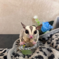 Petauro dello zucchero